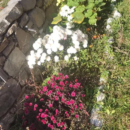 بيت ضيافة Astrit Villi