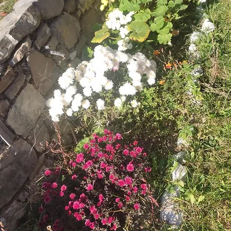 Guest house Astrit Villi